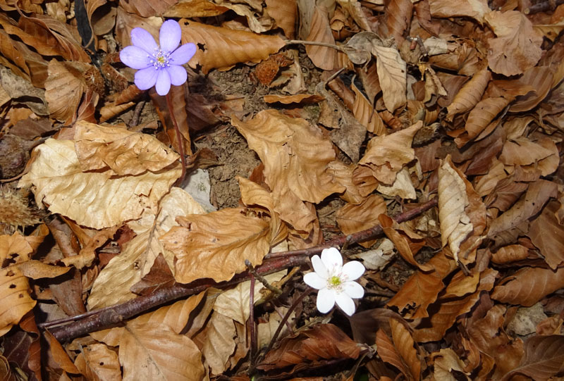 Hepatica nobilis - Ranunculaceae